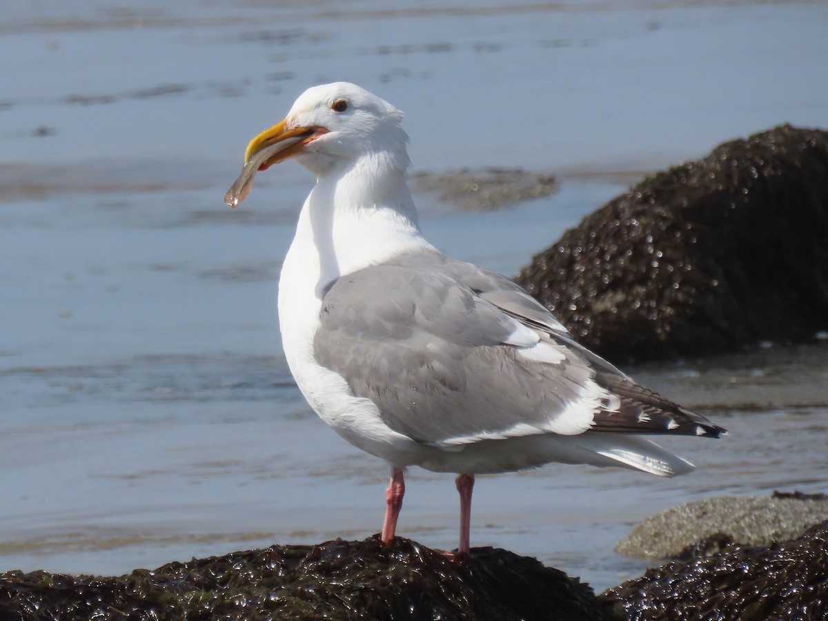 Western Gull - Nancy Stotz