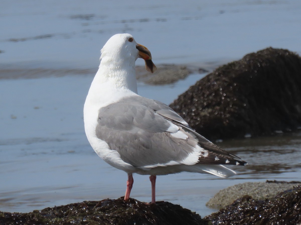 Western Gull - Nancy Stotz