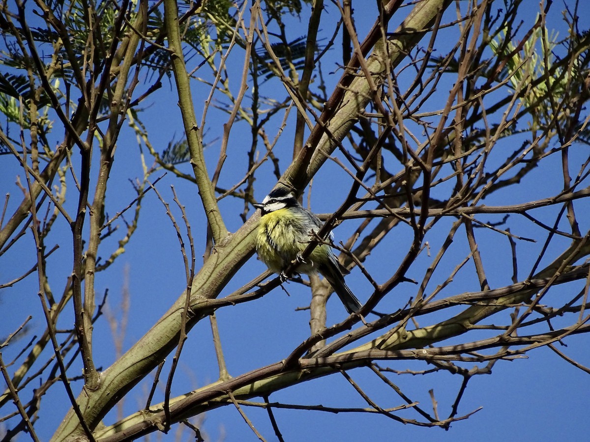 African Blue Tit - Léo-Paul Godderis 🦜