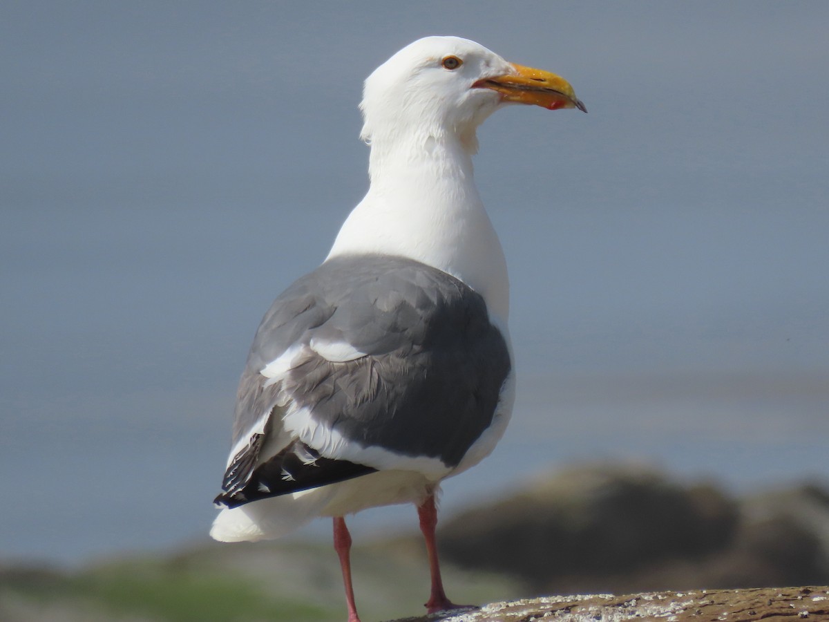 Western Gull - Nancy Stotz