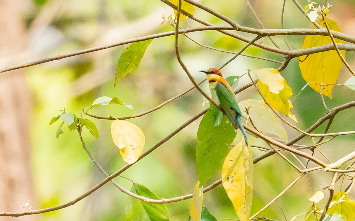 Chestnut-headed Bee-eater - ML619571297