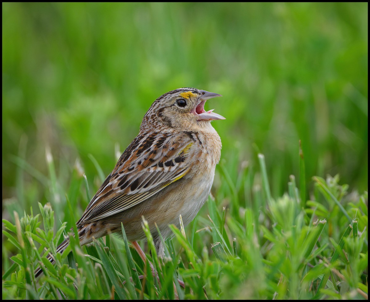 Grasshopper Sparrow - Jim Emery
