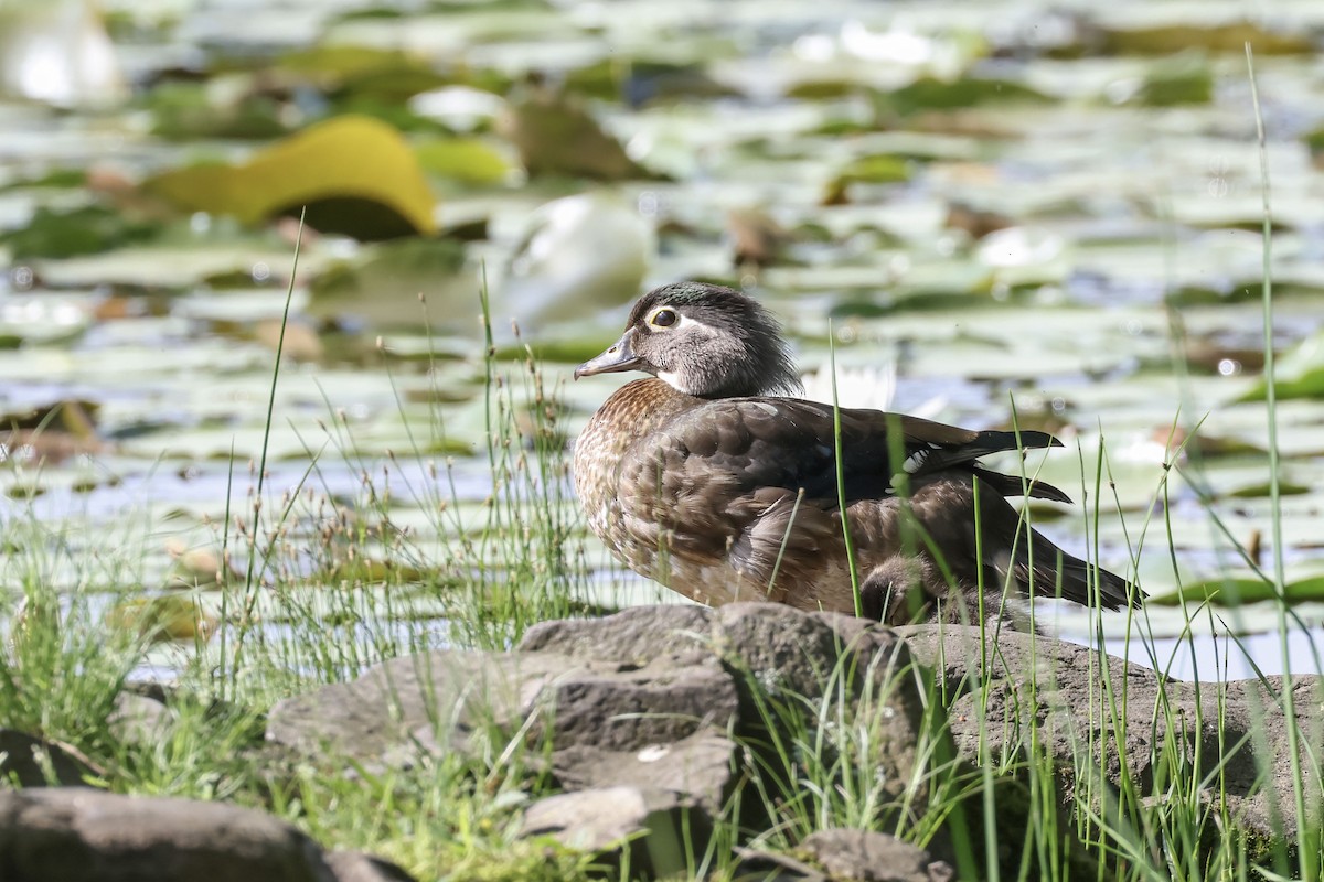 Wood Duck - ML619571300