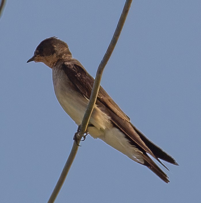 Southern Rough-winged Swallow - José Martín