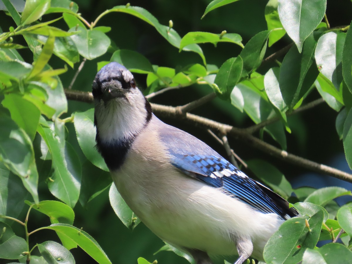 Blue Jay - G. Vike Vicente