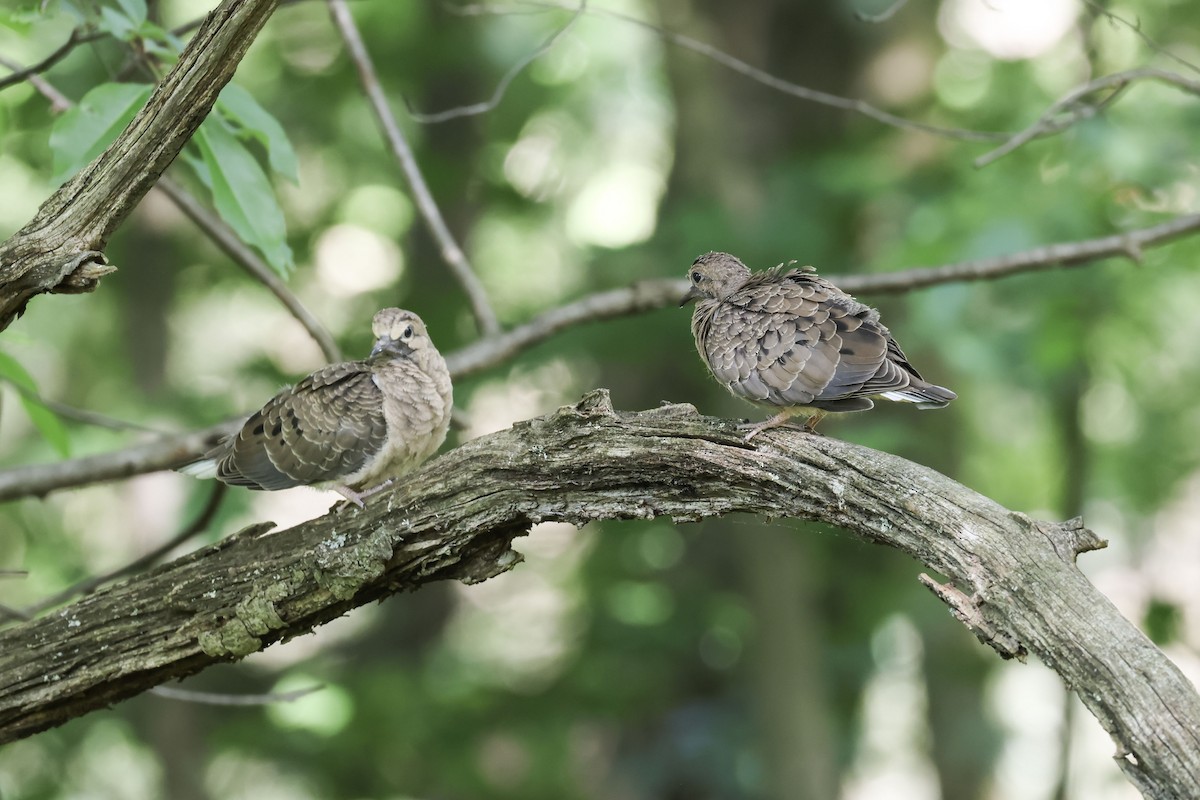 Mourning Dove - ML619571312