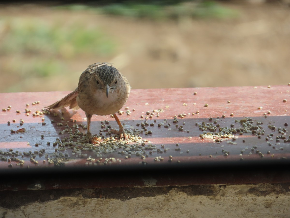 Common Babbler - ML619571315