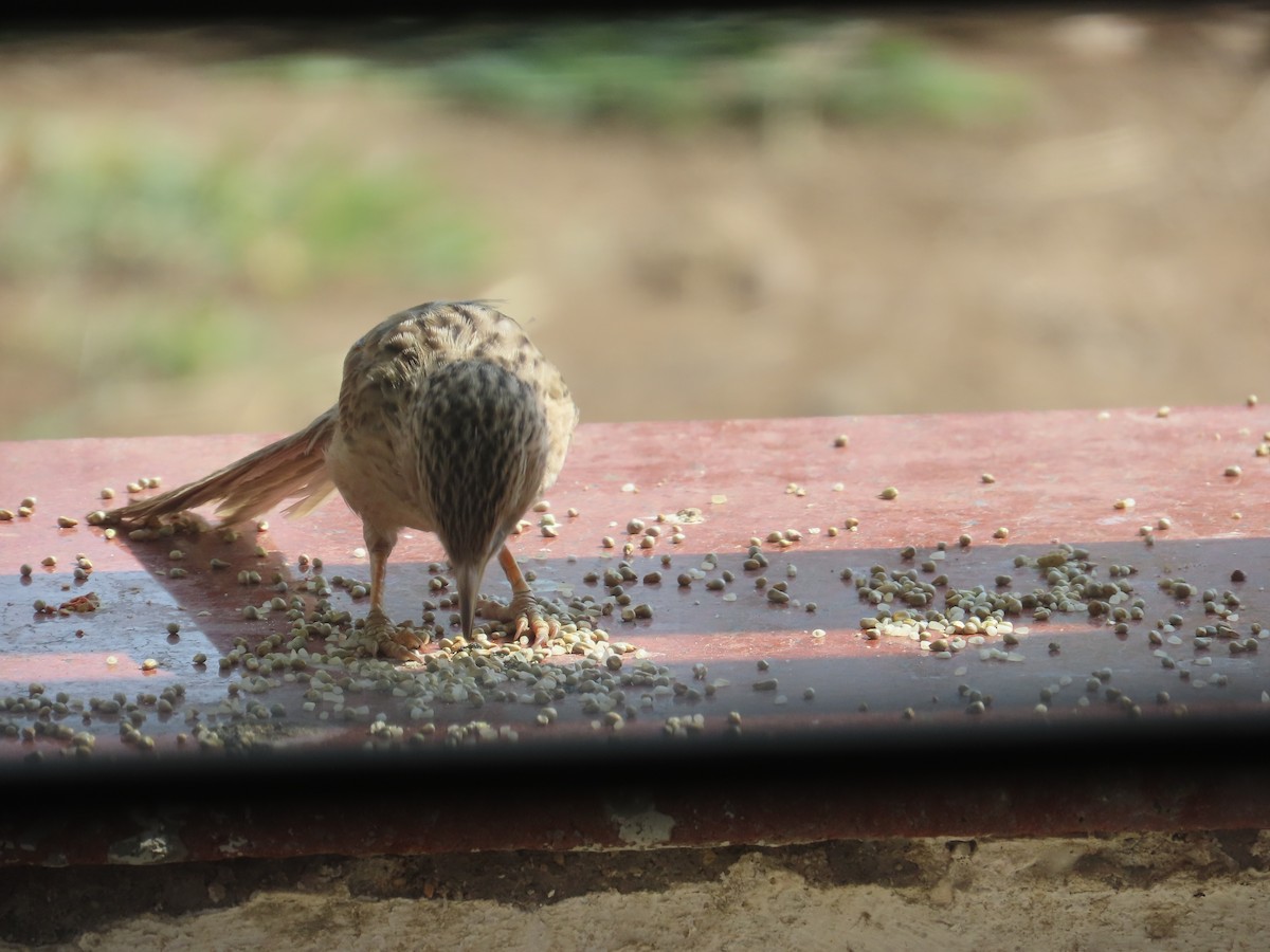 Common Babbler - Gargi Dalawat