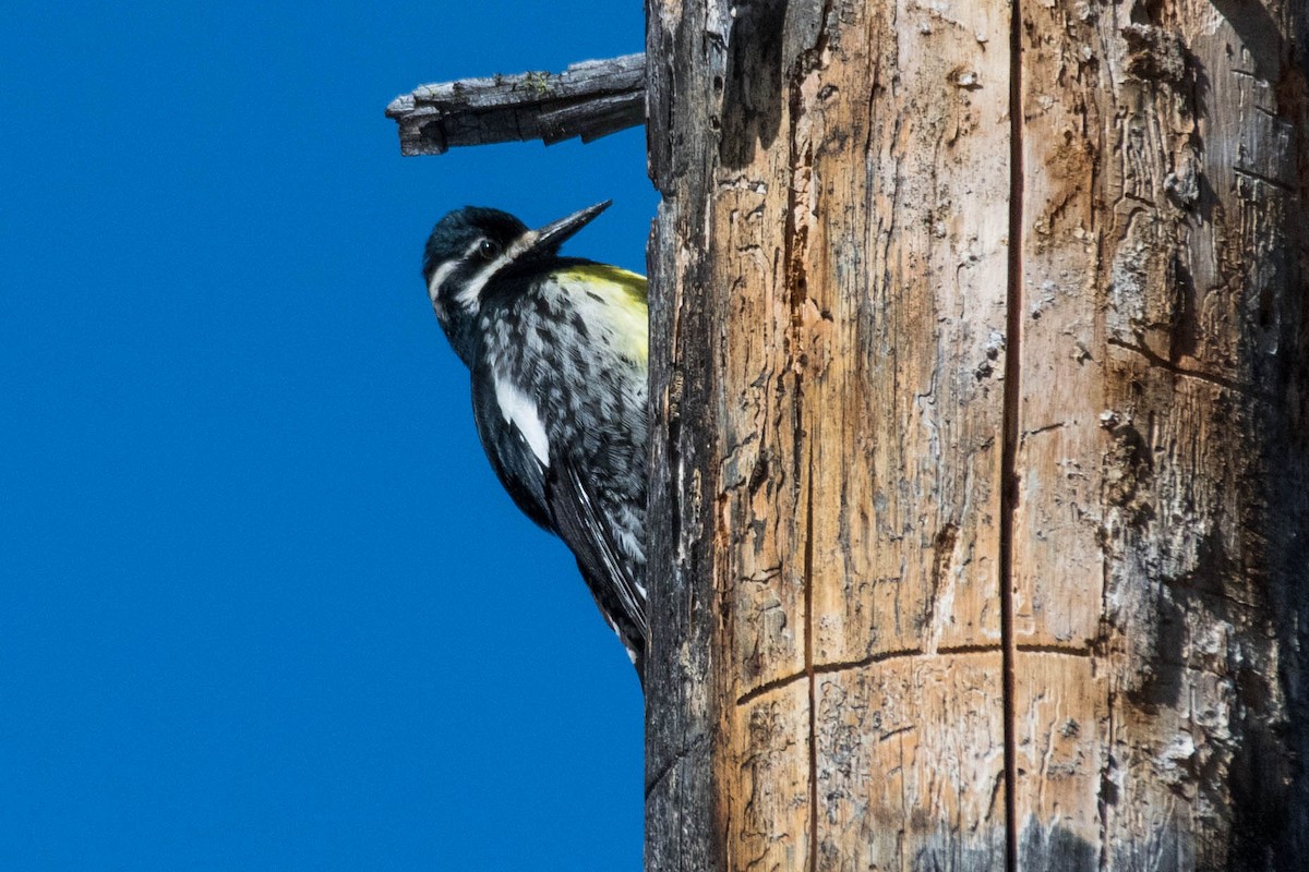 Williamson's Sapsucker - Joshua Little