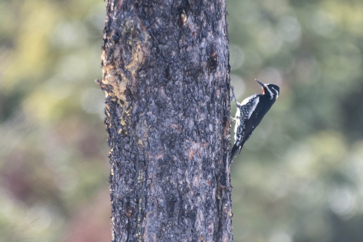 Williamson's Sapsucker - Joshua Little