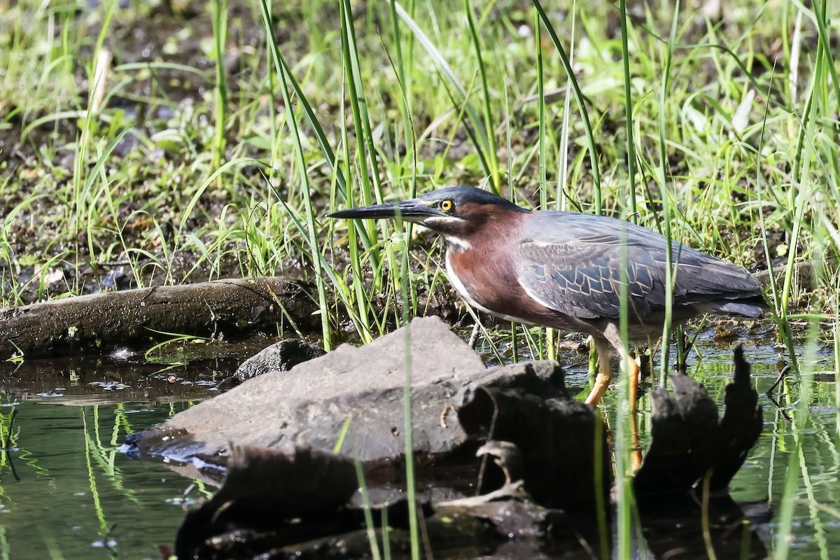 Green Heron - ML619571326