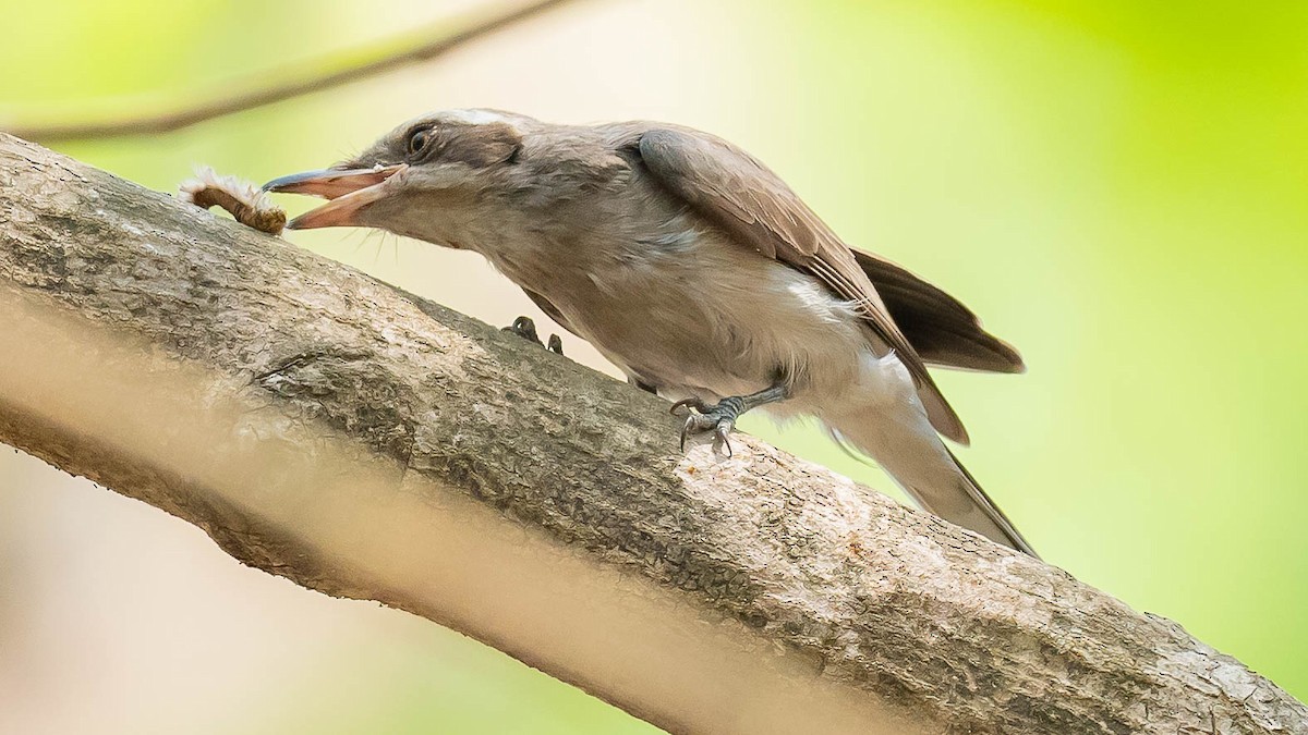 Common Woodshrike - Jean-Louis  Carlo