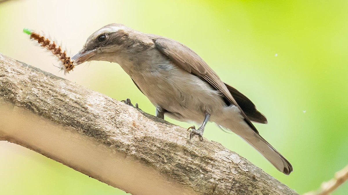 Common Woodshrike - Jean-Louis  Carlo