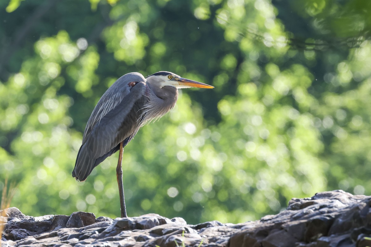 Great Blue Heron - Mary Thurmond