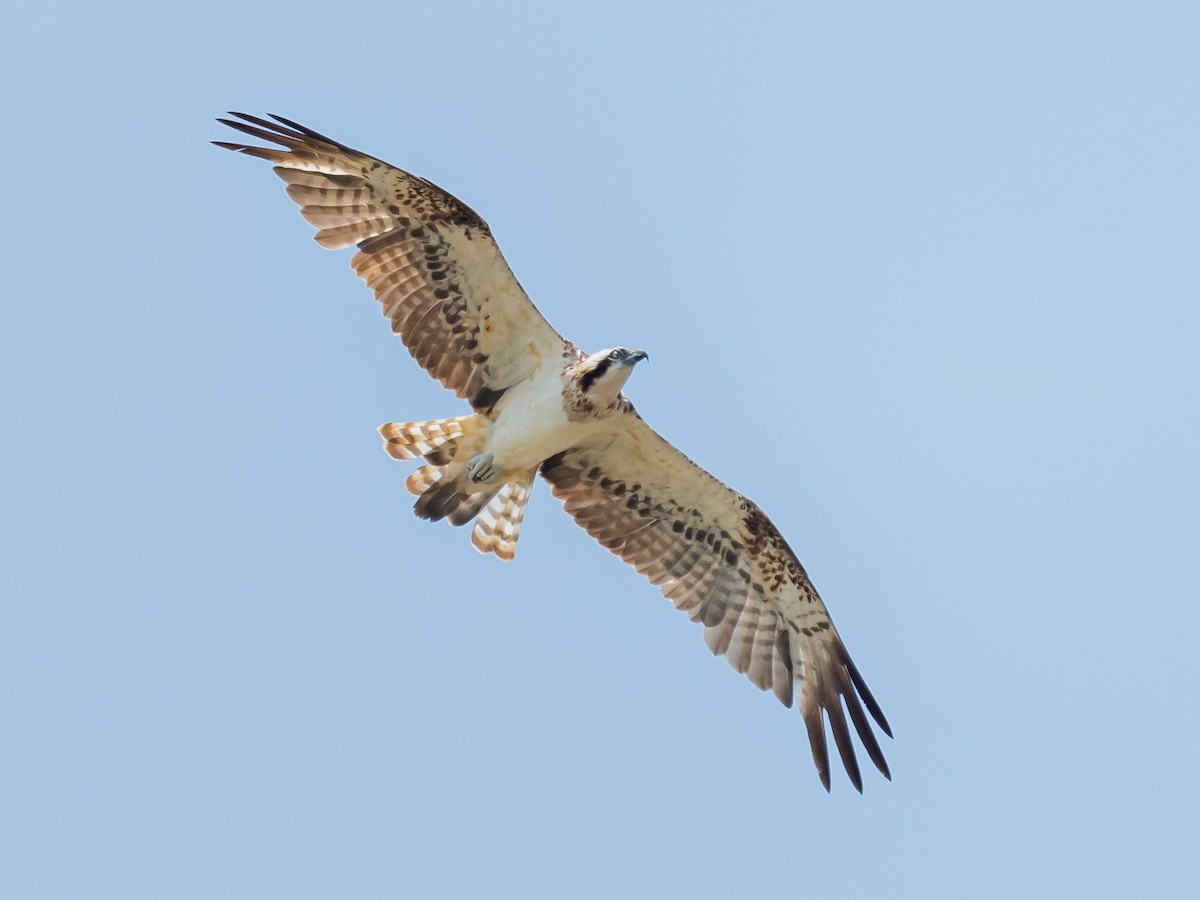 Osprey - Jean-Louis  Carlo