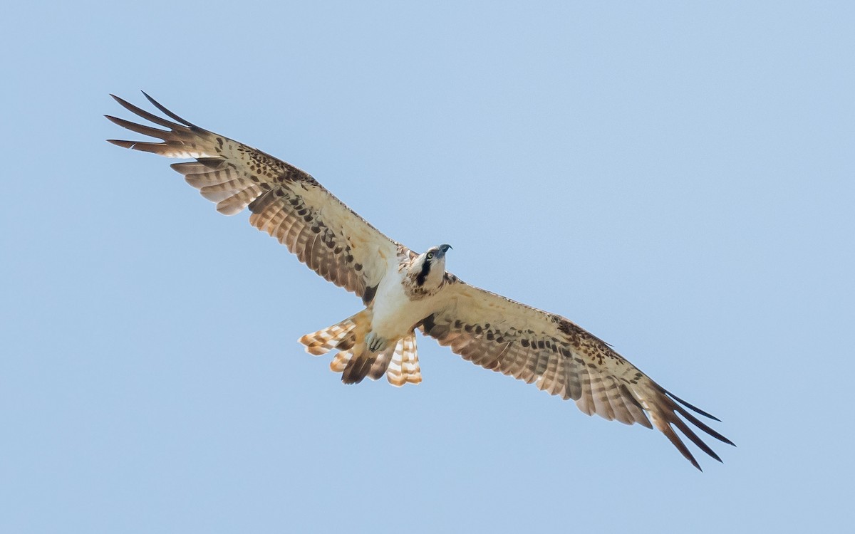 Osprey - Jean-Louis  Carlo