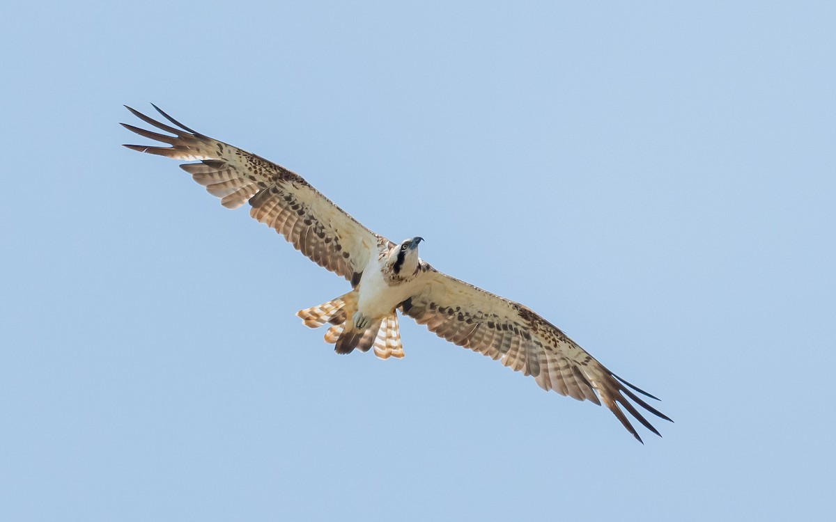 Osprey - Jean-Louis  Carlo