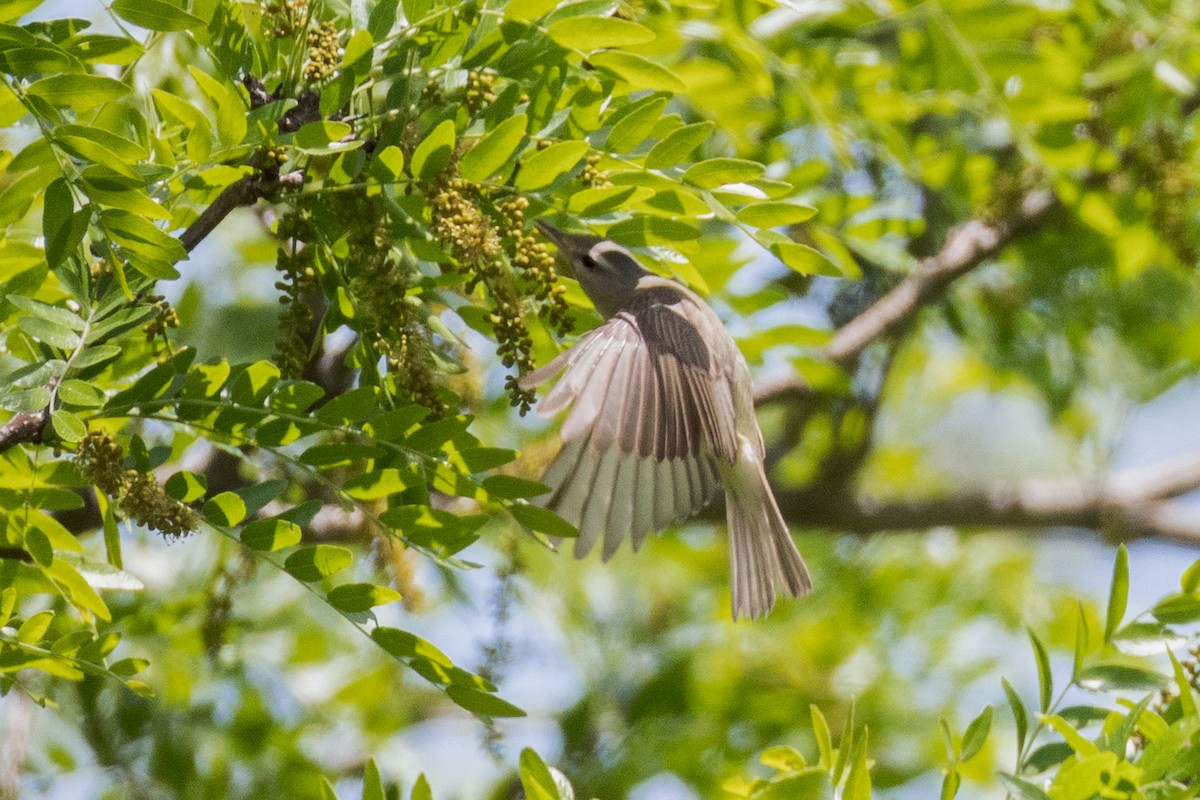 Warbling Vireo - Anonymous