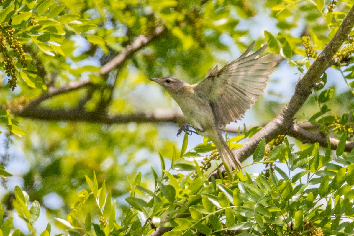 Warbling Vireo - ML619571345