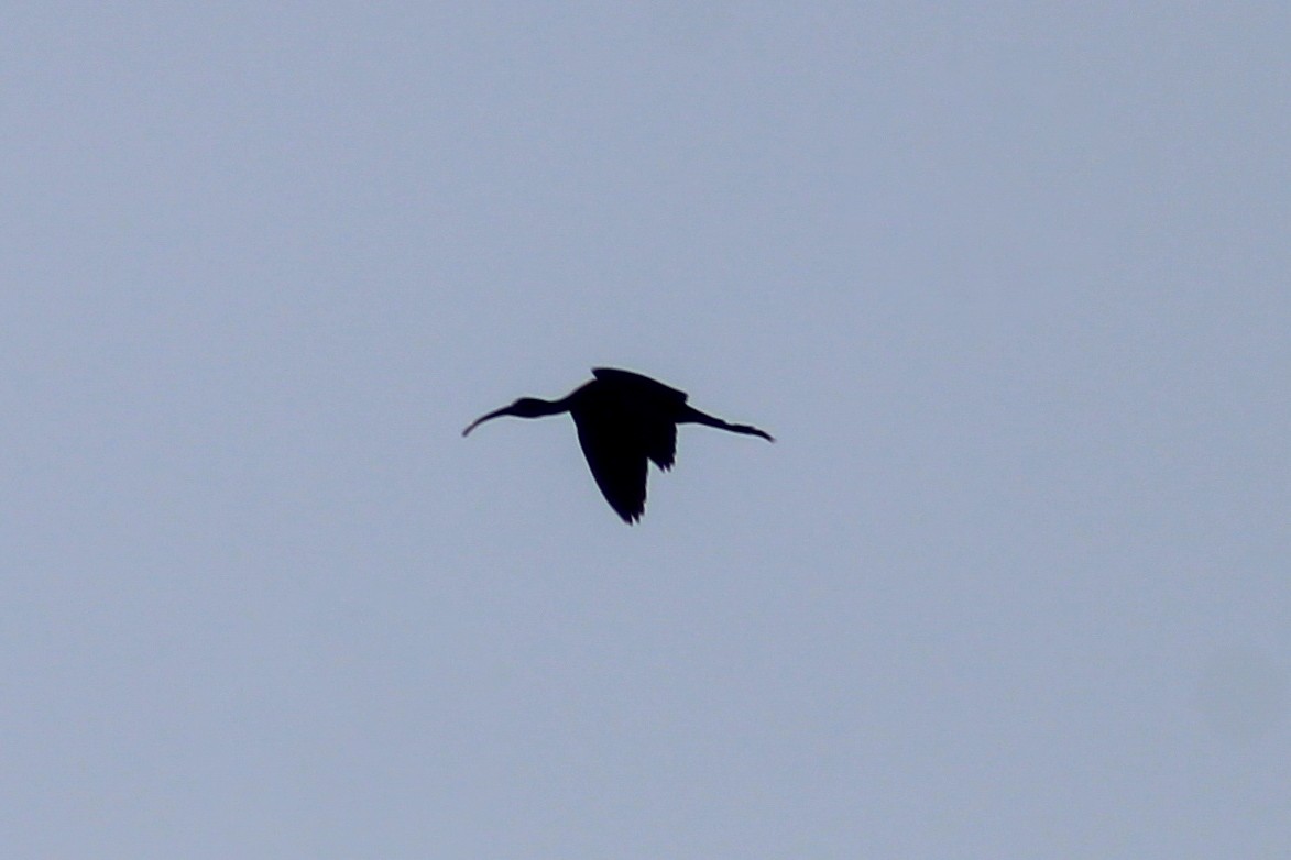 ibis hnědý - ML619571350