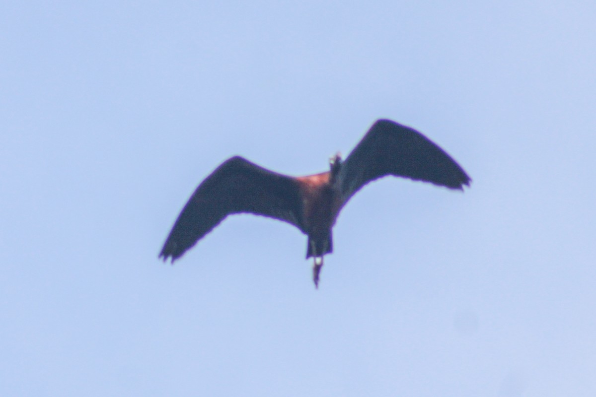 ibis hnědý - ML619571351