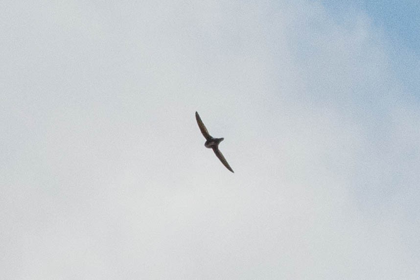 White-throated Swift - Joshua Little