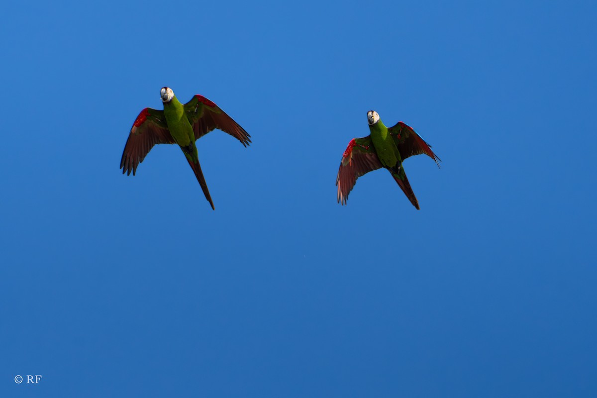 Chestnut-fronted Macaw - Roxie Fu