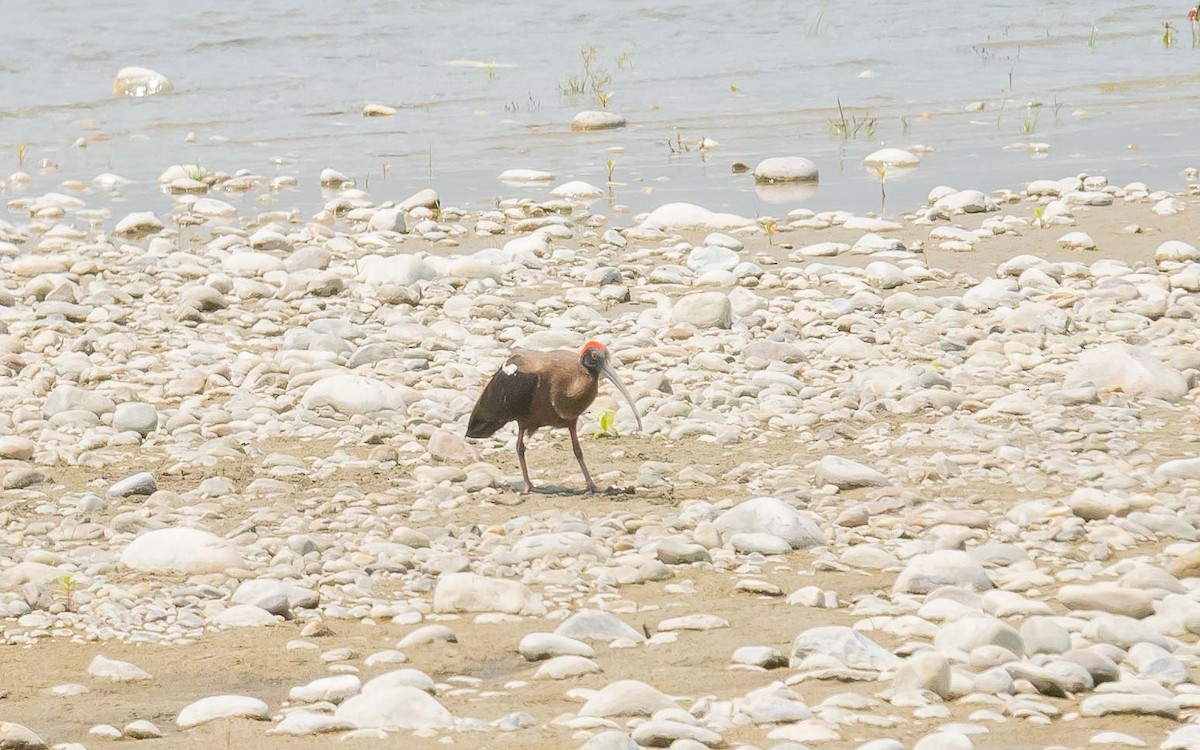 Red-naped Ibis - Jean-Louis  Carlo