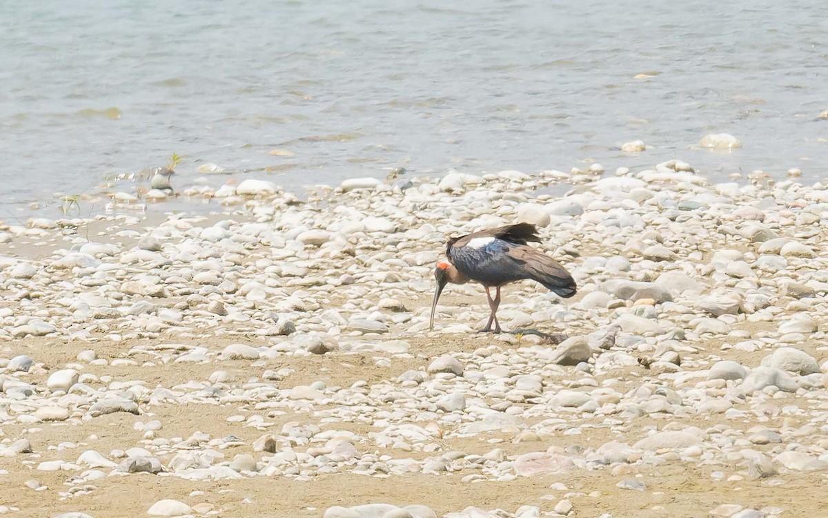 Red-naped Ibis - ML619571357