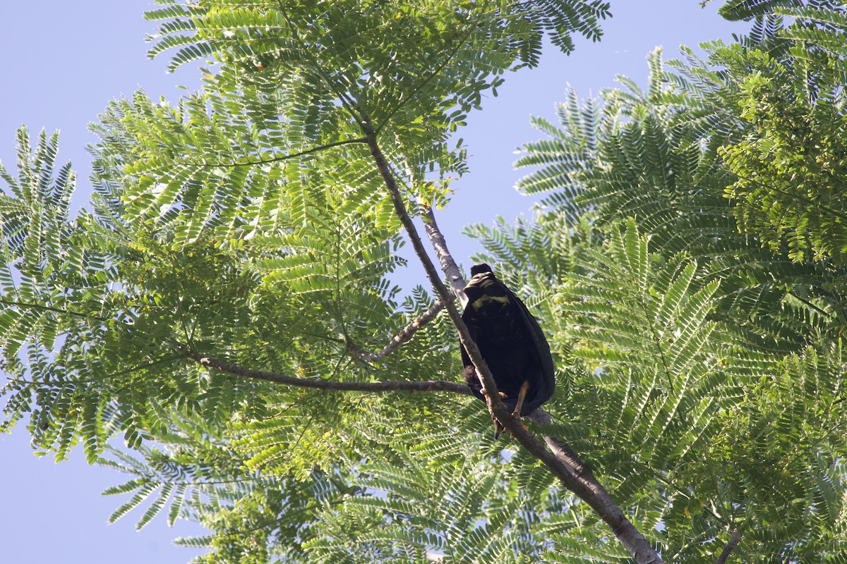 Common Black Hawk - allie bluestein