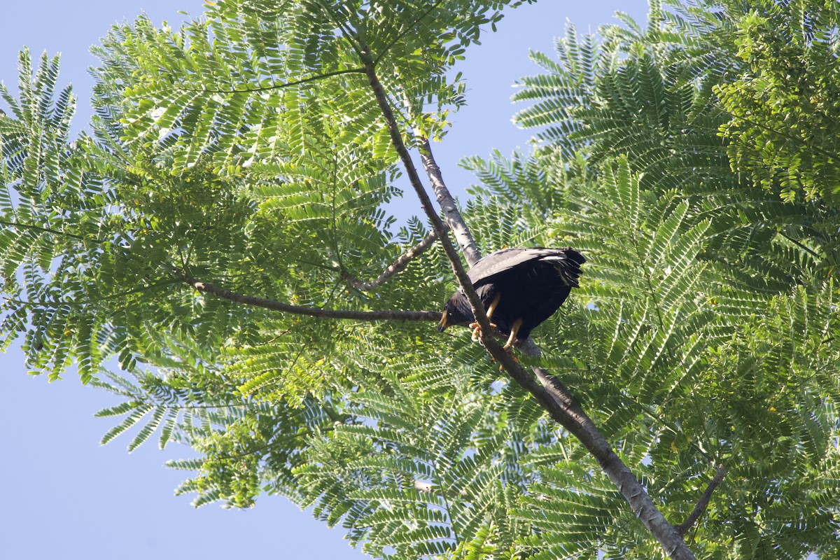 Common Black Hawk - allie bluestein