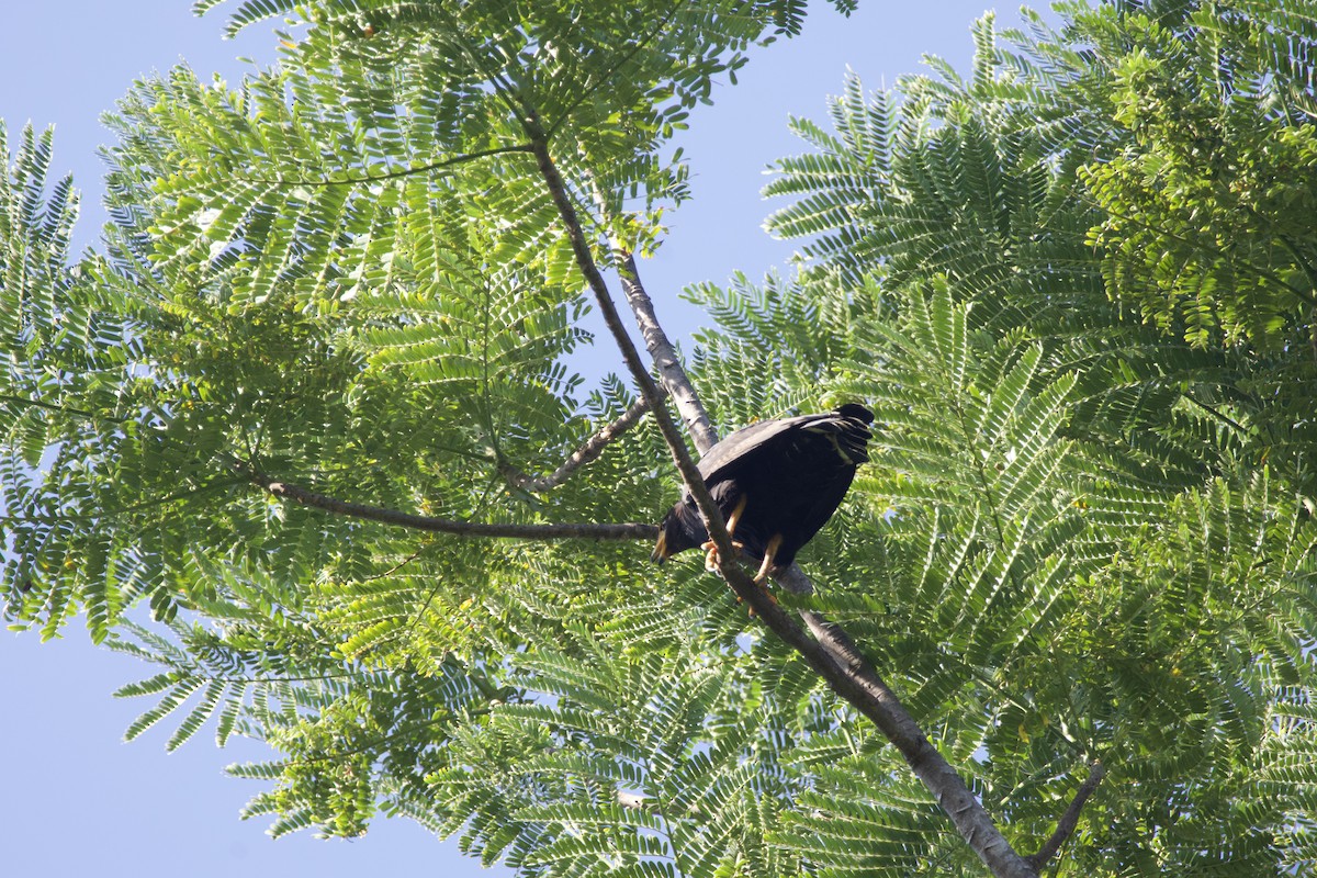 Common Black Hawk - allie bluestein