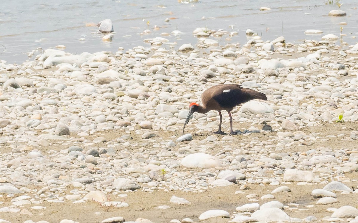 Red-naped Ibis - Jean-Louis  Carlo