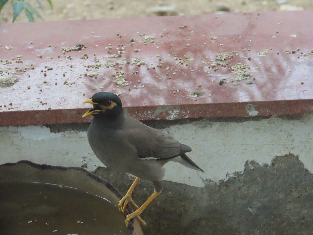 Common Myna - Gargi Dalawat