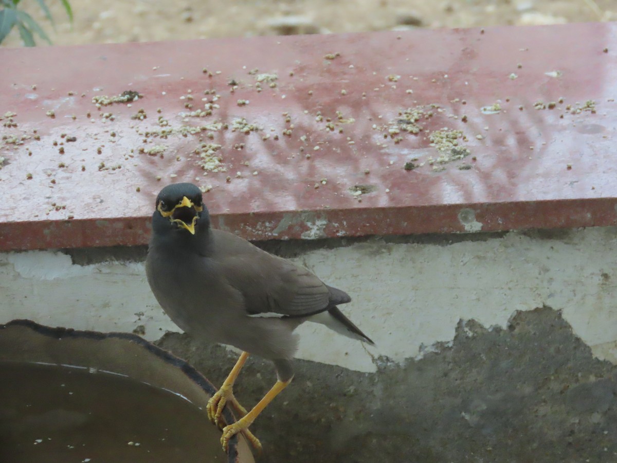 Common Myna - Gargi Dalawat