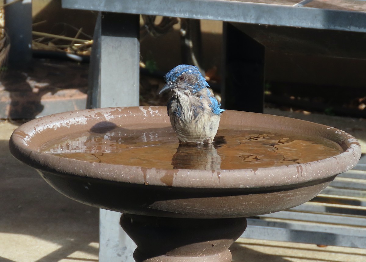 California Scrub-Jay - Theresa Call