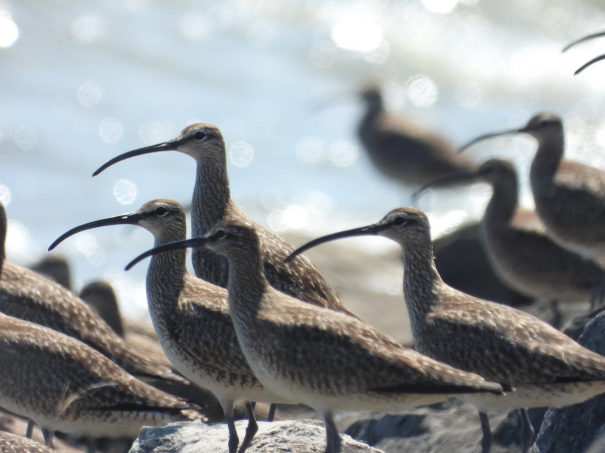 Whimbrel - Emily Williams