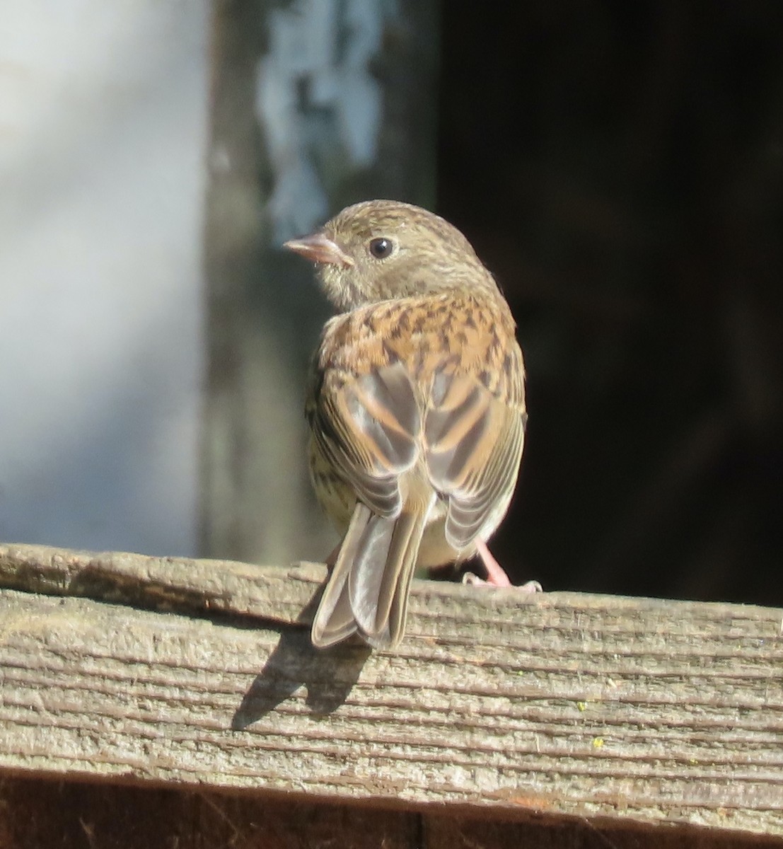 Dark-eyed Junco (Oregon) - Theresa Call