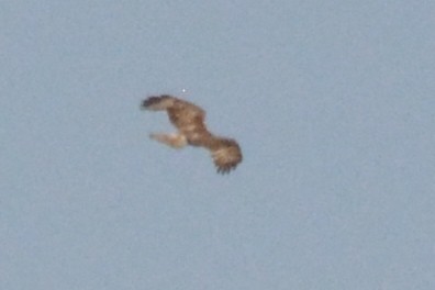 Red-tailed Hawk - Cathy Pasterczyk