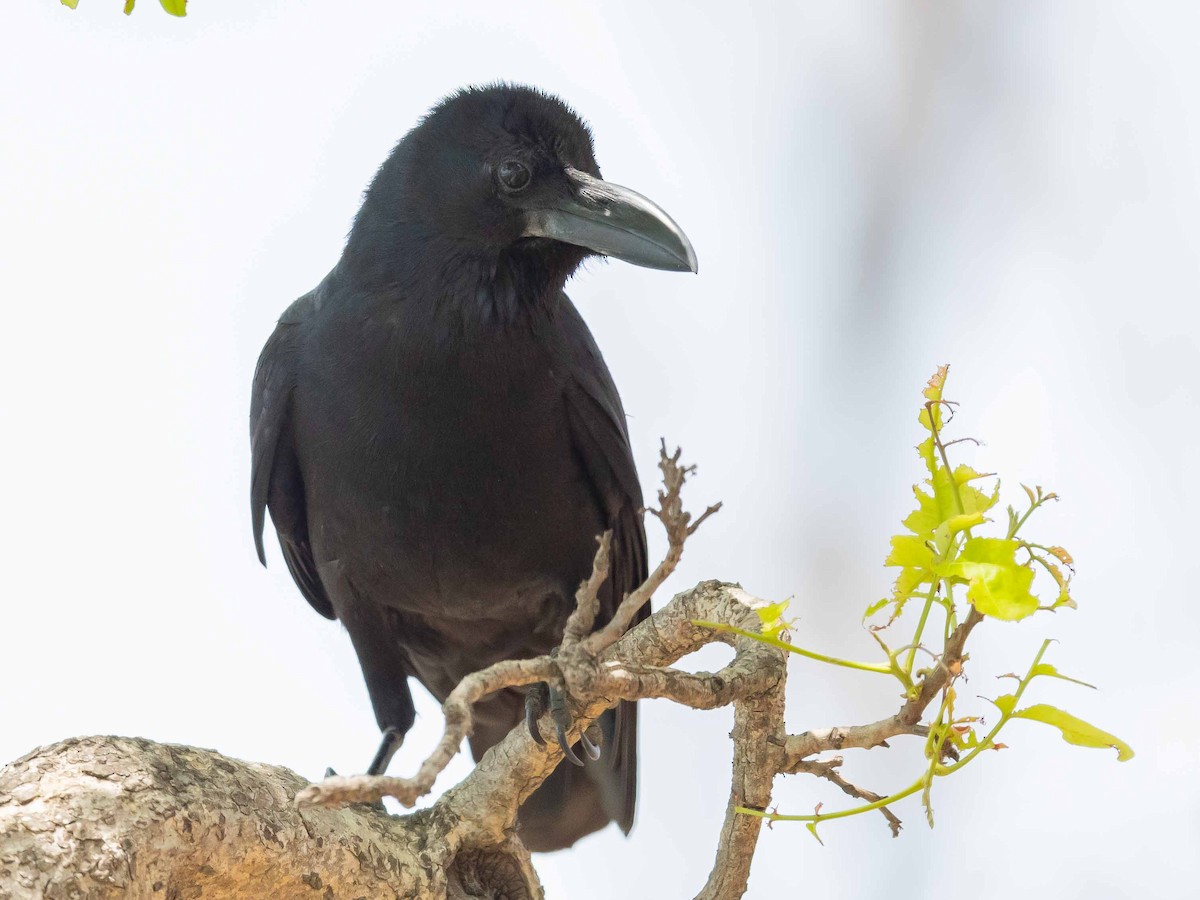 Large-billed Crow - Jean-Louis  Carlo