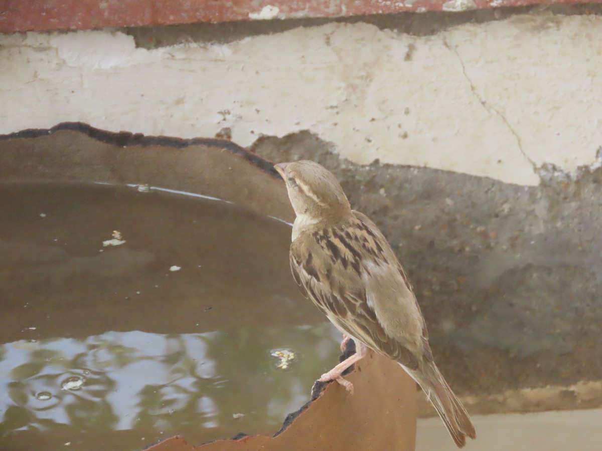 House Sparrow - Gargi Dalawat