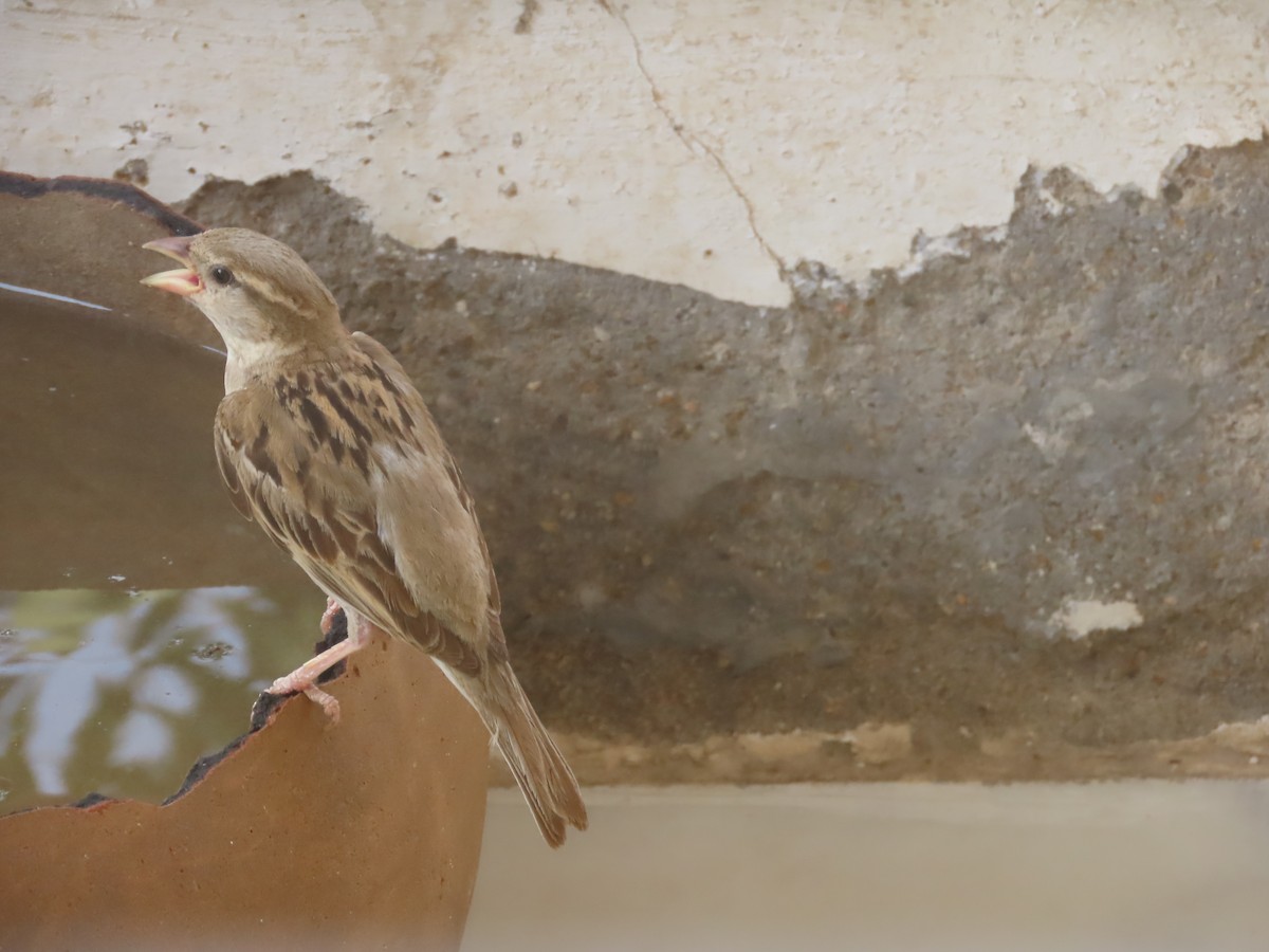 House Sparrow - Gargi Dalawat