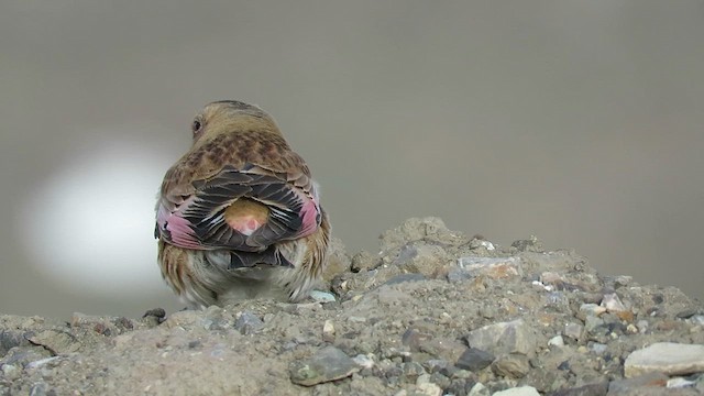 Crimson-winged Finch - ML619571386