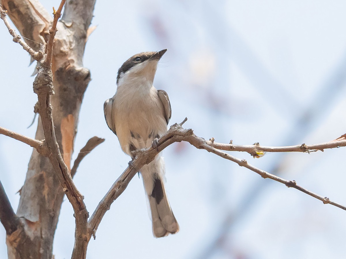 Bar-winged Flycatcher-shrike - Jean-Louis  Carlo