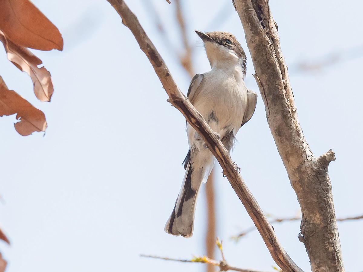 Bar-winged Flycatcher-shrike - ML619571397