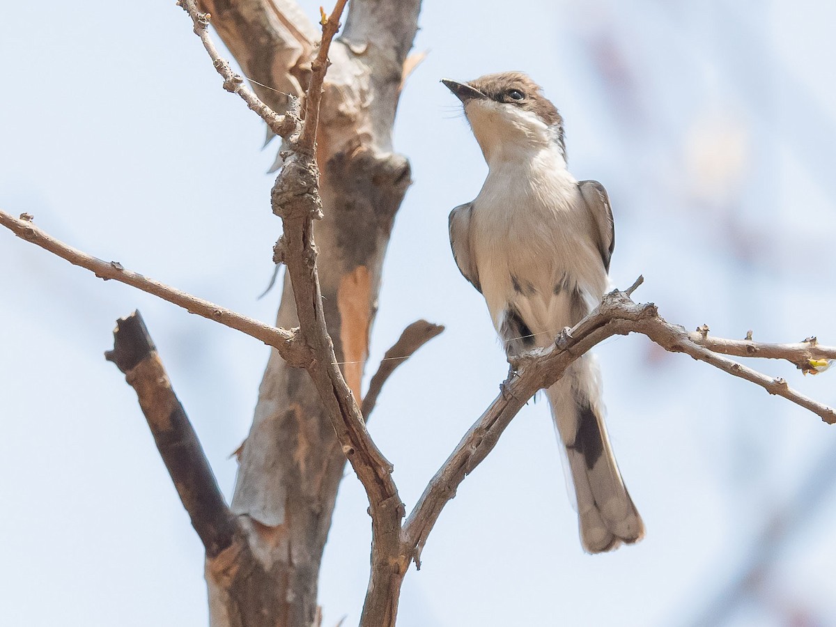 Bar-winged Flycatcher-shrike - ML619571398