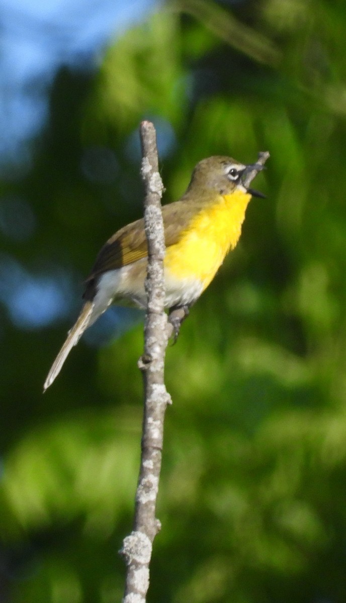 Yellow-breasted Chat - Walt Lutz