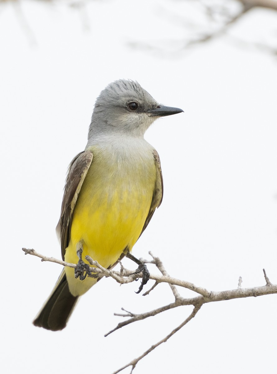 Western Kingbird - A Birder