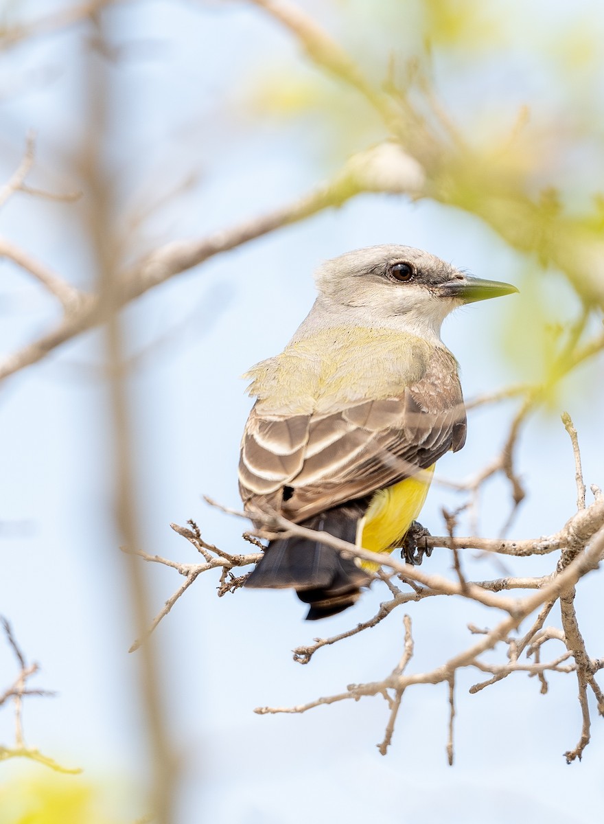 Western Kingbird - A Birder