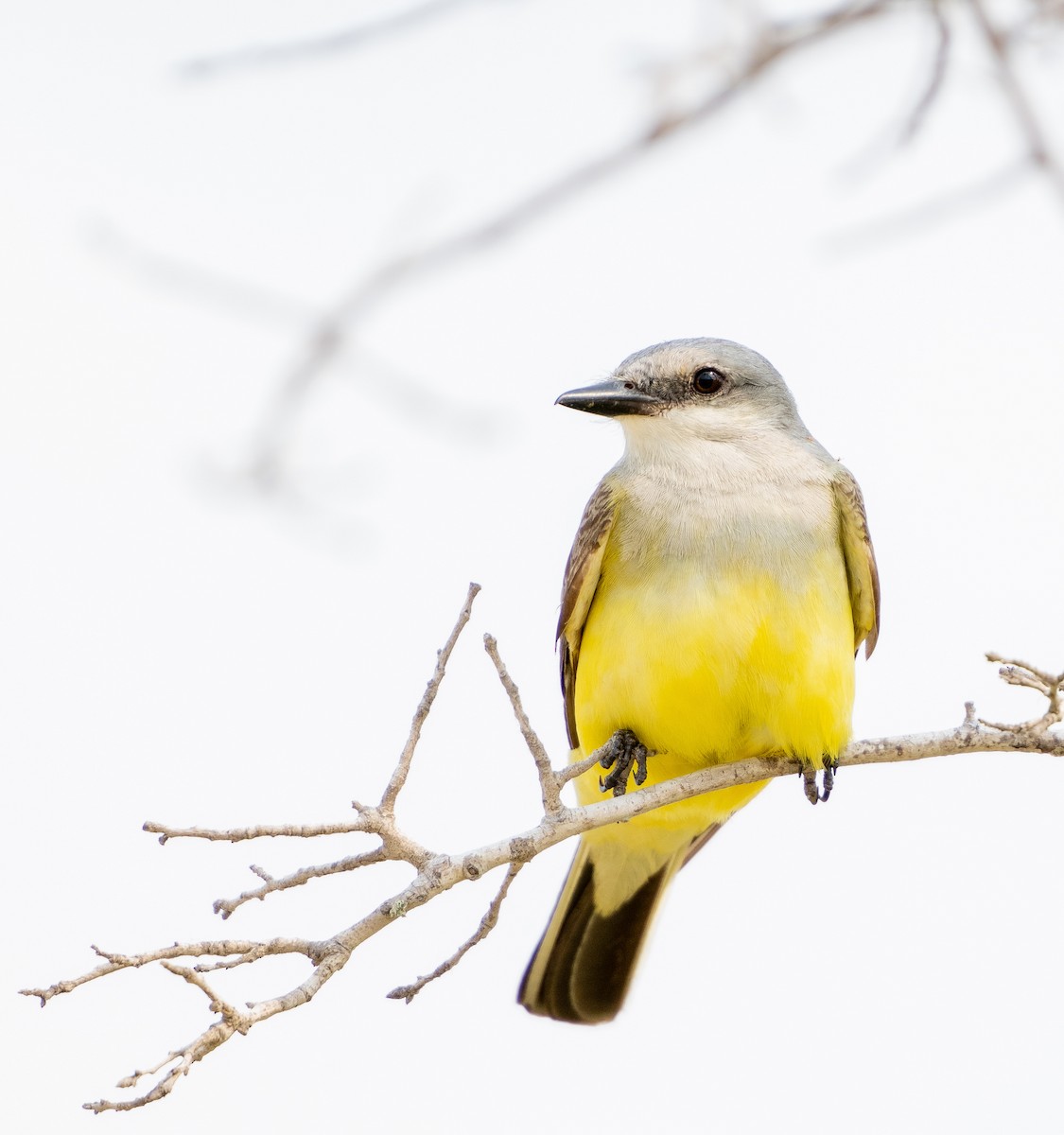 Western Kingbird - A Birder